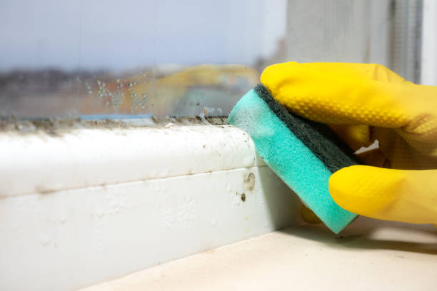 Best Basement Mold Removal  in Clay City, IN